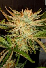 Ace Of Spades 3 TGA B