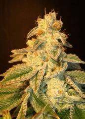 Blue Lime Pie 4d Sin City Seeds Rinçage