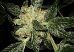 AGENT ORANGE 1 X MULANJE GOLD 3 C