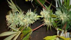 Nightmare Cookies 4 Sin City Seeds C