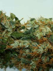 AGENT ORANGE 2 X MULANJE GOLD 3b