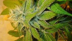 Nightmare Cookies 1 b KEEPER Sin City Seeds
