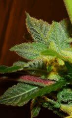 Blue Lime Pie Sin City Seeds 1 C