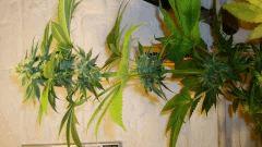 Agent Orange 2 x Og Kush 2 c KEEPER