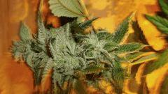 BLUE LIME PIE 1 B