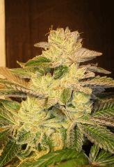 Blue Lime Pie 1c Sin City Seeds Rinçage