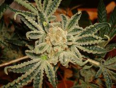 STARBUD M