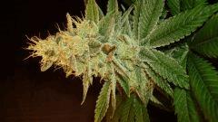 Strawberry Banana 2 Reserva Privada A