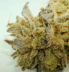 BLUE LIME PIE 1b SIN CITY SEEDS