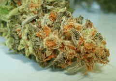 BLUE LIME PIE 4c SIN CITY SEEDS
