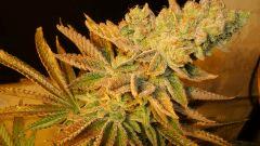 Blue Lime Pie 2h Sin City Seeds Rinçage