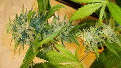 Scott's Og 2 Rare Dankness Seeds