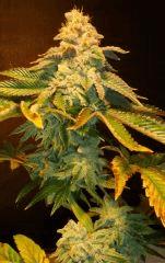 Blue Lime Pie 4a Sin City Seeds Rinçage