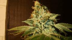 Agent Orange X Og Kush 2c Rinçage