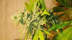 Strawberry Banana 2 Reserva Privada