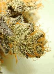 NIGHTMARE COOKIES 1e SIN CITY SEEDS