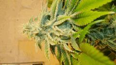 Blue Lime Pie 4 b Sin City Seeds
