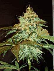 Agent Orange 2 X OG Kush E