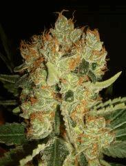 GPK 15