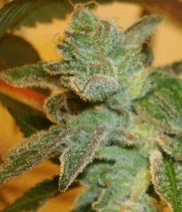 Blue Lime Pie 1b Sin City Seeds Rinçage