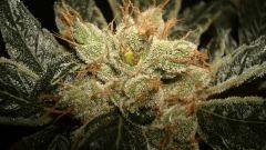 AGENT ORANGE 2 X OG KUSH 2 I