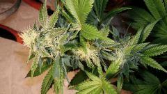 STRAWBERRY BANANA 1 B