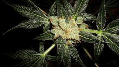 AGENT ORANGE 1 X MULANJE GOLD 3