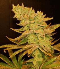 Blue Lime Pie 2f Sin City Seeds Rinçage