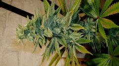 BLUE LIME PIE 2 A