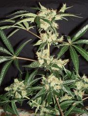 AGENT ORANGE 2 X MULANJE GOLD 3 M
