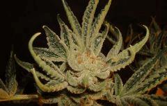 STARBUD I