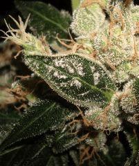 AGENT ORANGE 2 X MULANJE GOLD 3 E