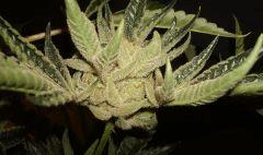 STARBUD E