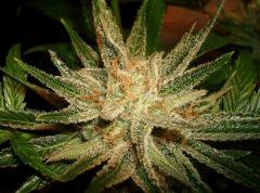 Ace Of Spades 3 TGA F