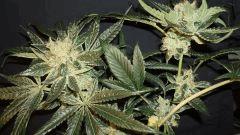 AGENT ORANGE 2 X OG KUSH 2 D