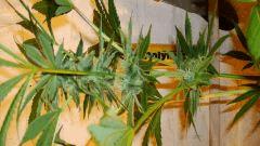 Nightmare Cookies 5 Sin City Seeds