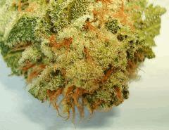 BLUE LIME PIE 5b SIN CITY SEEDS