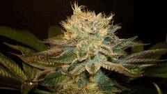 Nightmare Cookies 1 Sin City Seeds B