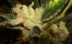 AGENT ORANGE 2 X OG KUSH 1 C