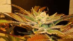 Nightmare Cookies 5d Sin City Seeds Rinçage