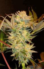 Nightmare Cookies 4b Sin City Seeds Rinçage