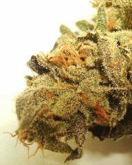 SCOTT'S OG 3b RARE DANKNESS SEEDS