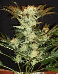 BLUE OG B