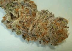 NIGHTMARE COOKIES 3 SIN CITY SEEDS