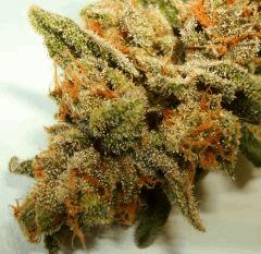 BLUE LIME PIE 2d SIN CITY SEEDS