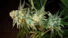 Strawberry Banana 1 Reserva Privada A