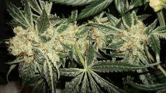 AGENT ORANGE 2 X OG KUSH 2 G