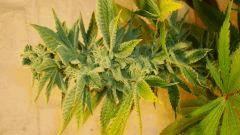 Blue Lime Pie 2 b Sin City Seeds