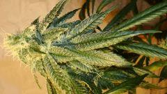 Scott's Og 1 B KEEPER Rare Dankness Seeds