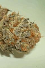 NIGHTMARE COOKIES 3b SIN CITY SEEDS